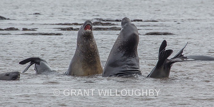 sealionsIMG_0380 - Antartica