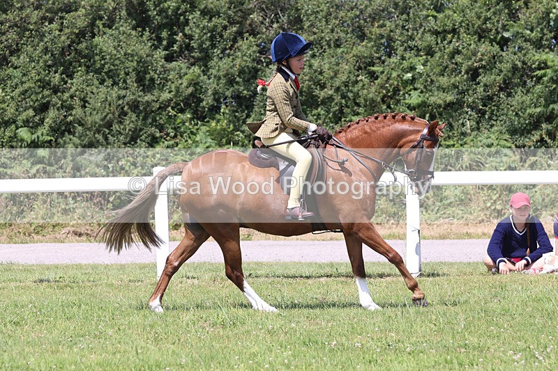 JPP_2727 - Class 21: Working Hunter 60cm
