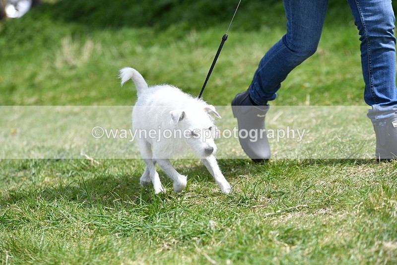 WJ5_0403 - Class 7 Best Terrier