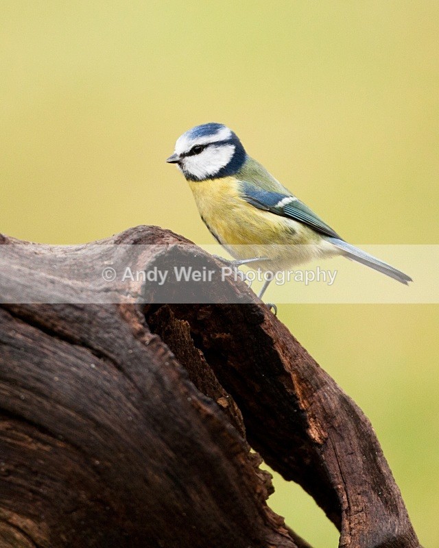 20110123-IMG_0439 - Blue Tit