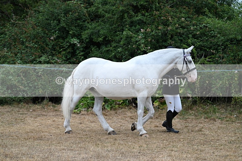 WJ7_8624 - Class 4a Prettiest Mare 14.2hh and over