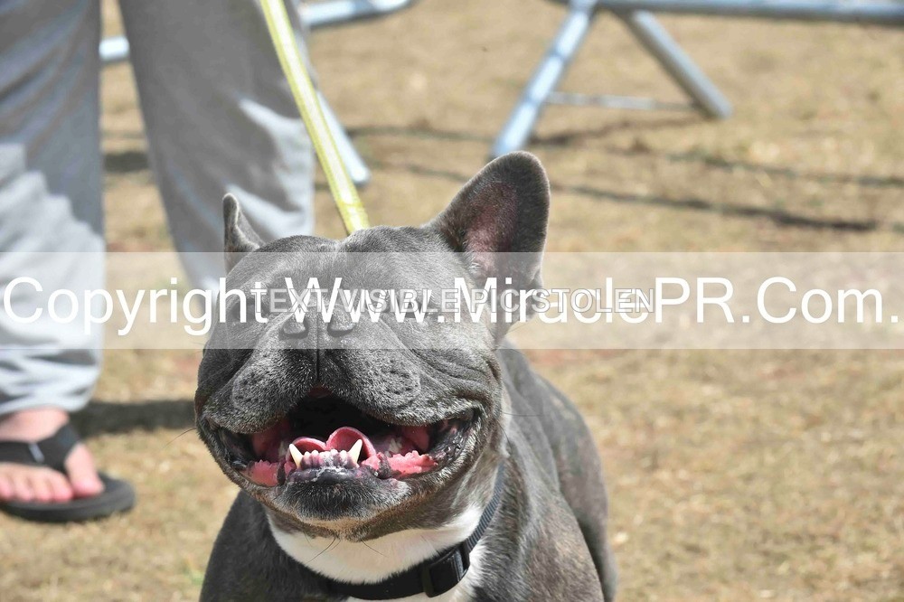 SH4_0075 - Dog show.