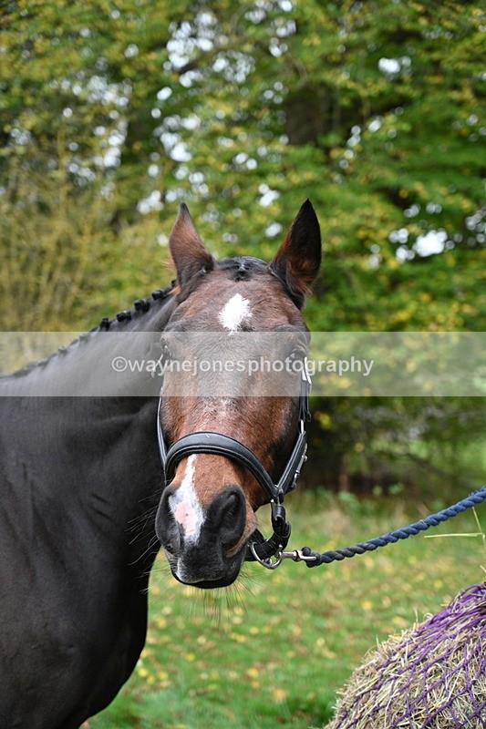 WJ7_7077 - The Meet