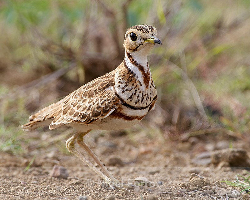 Three-Banded (Heuglin's) Courser - Heuglin's (Three-Banded) Courser