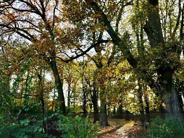 Autumn At Slimbridge WWT, Glos - LANDSCAPES & TREES