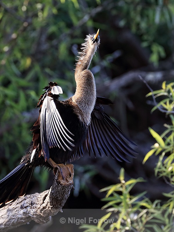 Anhinga perched, Venice Rookery, Florida - Anhinga