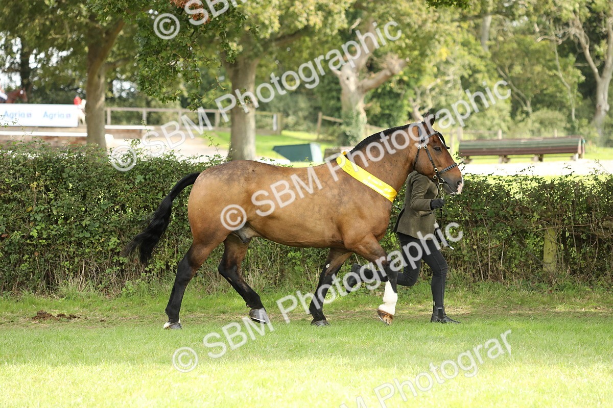 SBM_66263 - In Hand Pony & Youngstock Supreme Championship
