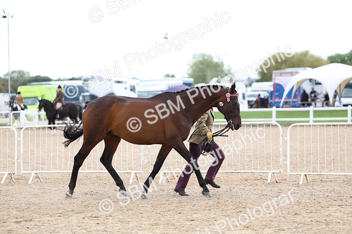 SBM_15259 - Class 313 - IH Retired Racehorse