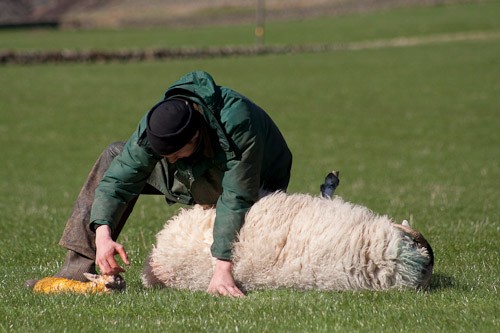 6 - The Lambing
