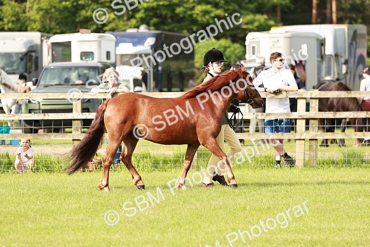 SBM_00492 - Class 14-23 - Mountain & Moorland In Hand Non Welsh