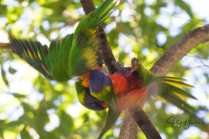 Lorikeet Blur 1 0A3A2094 - Lorikeets