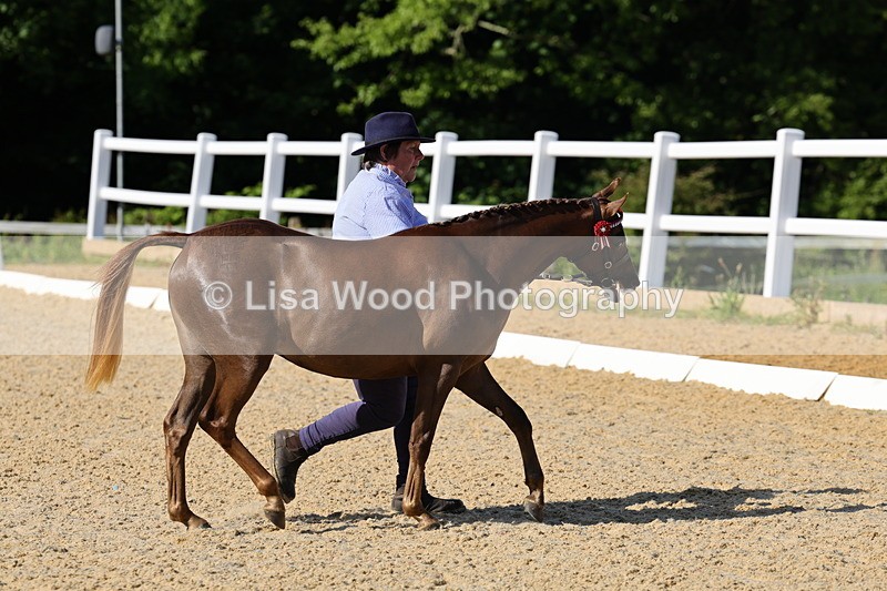 1X9A0628 - Class 3: Youngstock 1, 2, 3 year old not to exceed 153cm