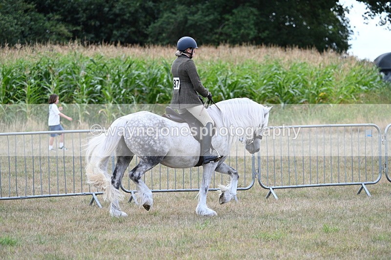 WJ7_4821 - Class 12 Ridden Cob
