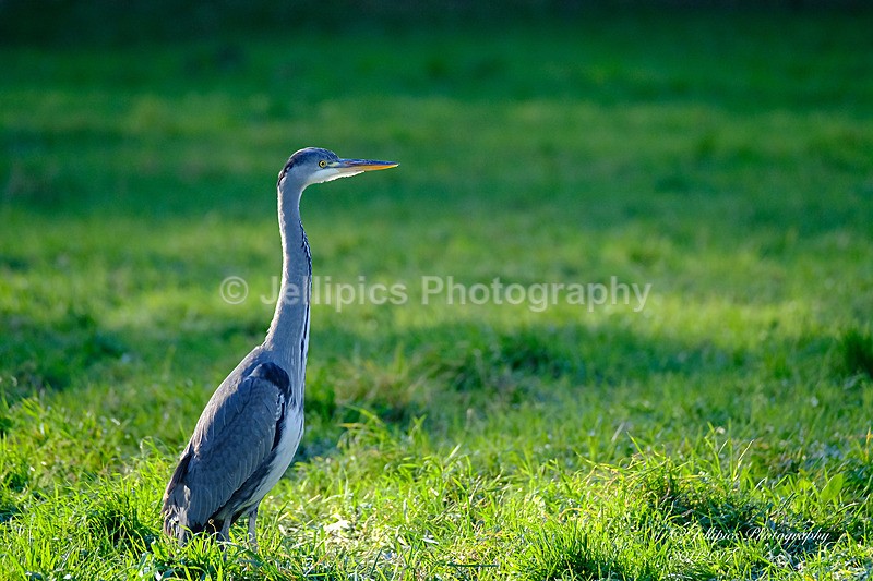  - Wildlife and Nature