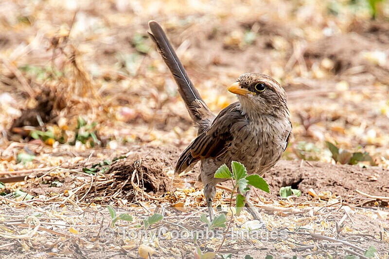 Yellow-billed Shrike - The Gambia