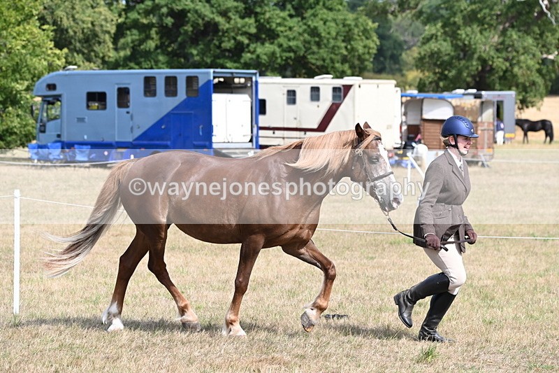 WJ6_6437 - Class 20 In-hand Cob