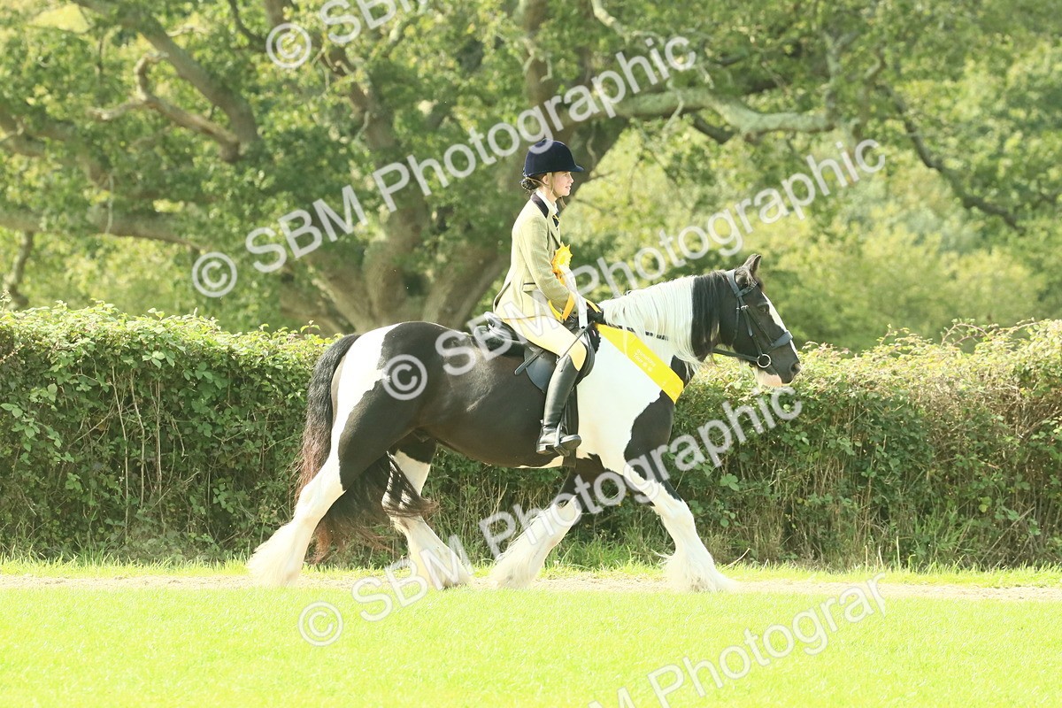 SBM_68996 - S58 - Mini Show Cob Ridden