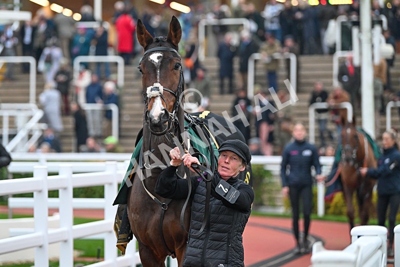 151124-Race 6-Paddock-Clap Of Thunder-8805 - Race 6