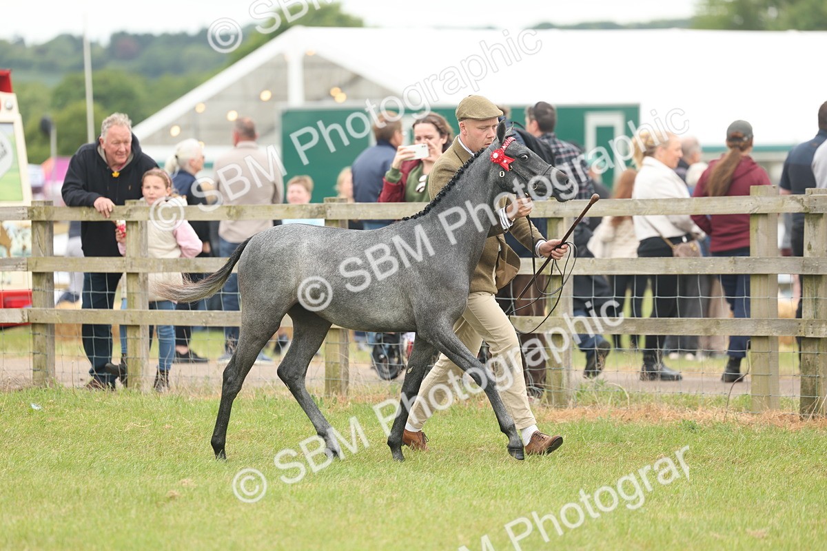 SBM_05348 - Class 68-73 - Riding Pony Breeding