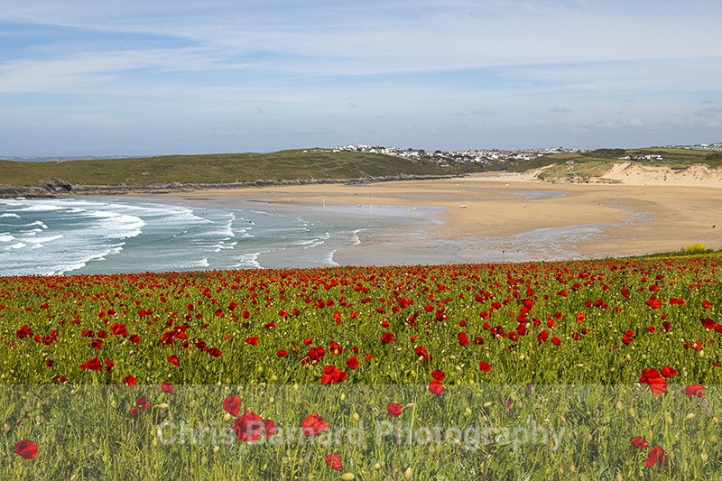  - West Pentire Poppies