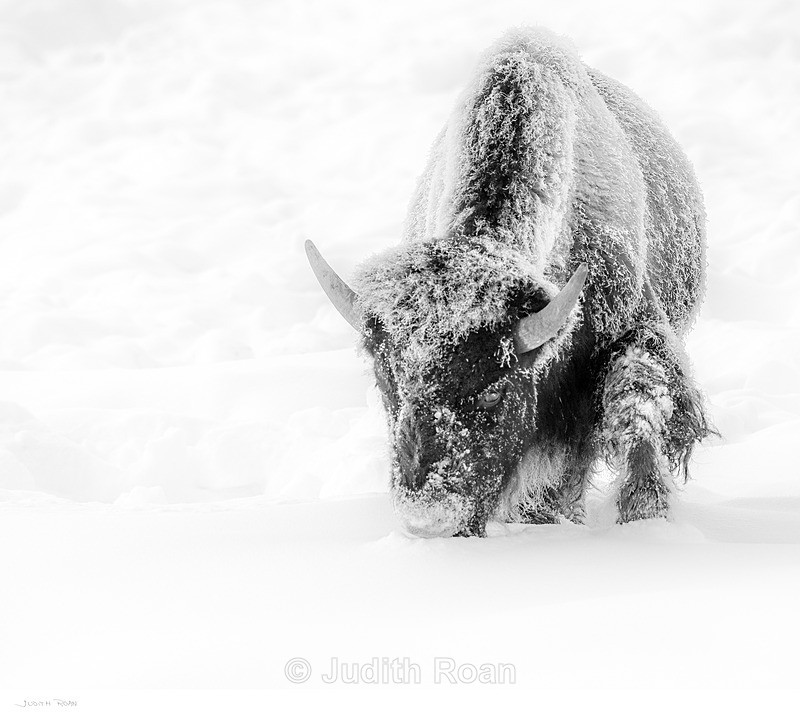 Bison-8 - Yellowstone