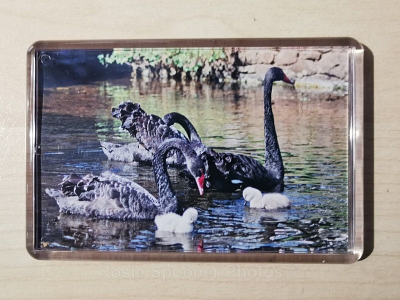 Fridge Magnets - Black Swans at Dawlish