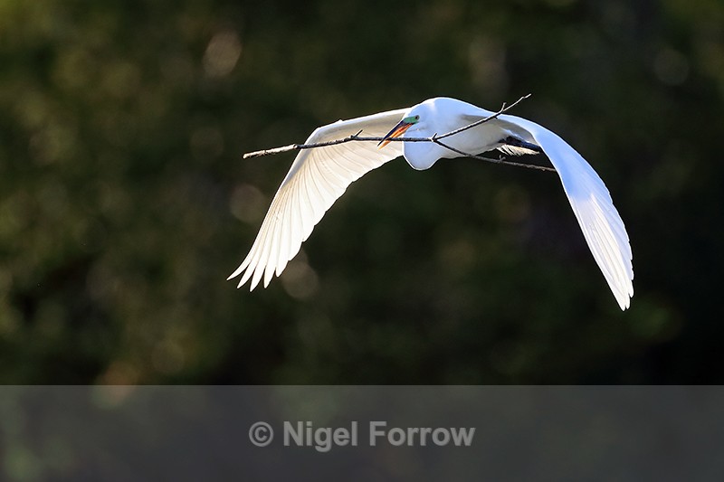 Great Egret late afternoon return to nest, Venice Rookery, Florida - Great Egret