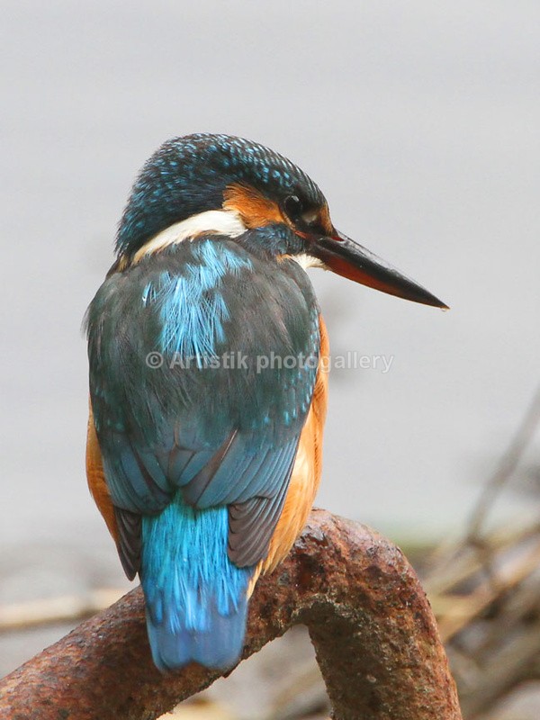  - Wildpiks by Dave O'Shea