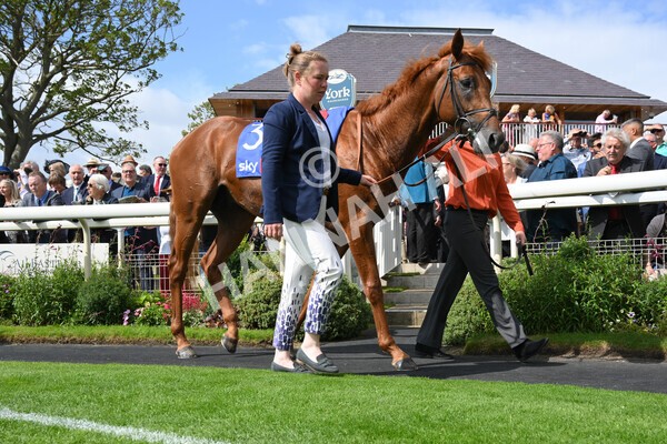 yr18082021r3-3 - Race 3 3.00pm Sky Bet Great Voltigeur Stakes