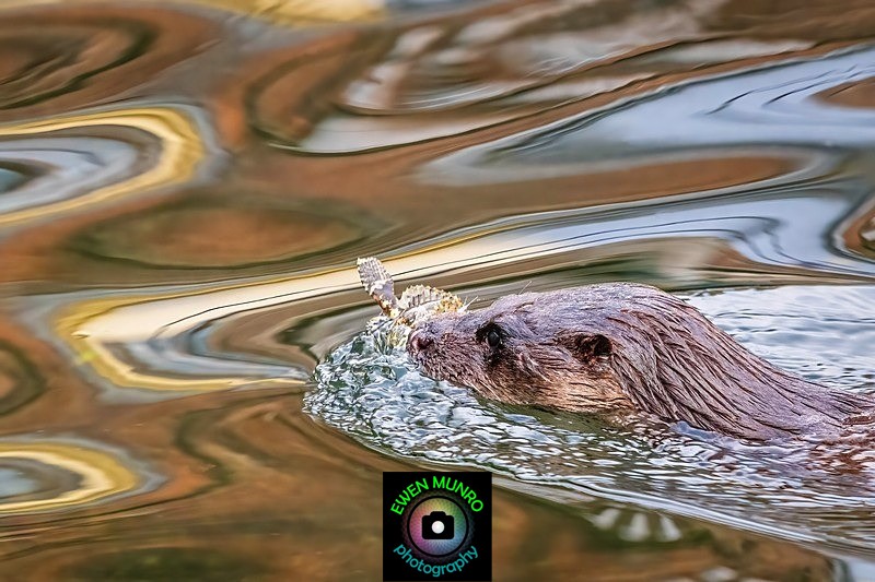 DO-09-Oban Bay, Argyll - 'DRATSIE' (AKA Otters)