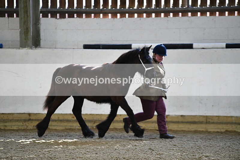 WJ5_3513 - Class 1 Youngstock