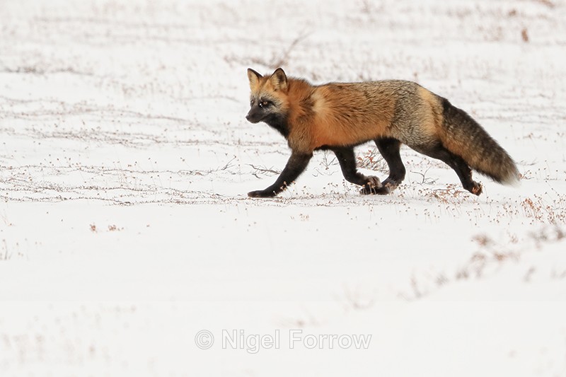 Cross Fox running in snow, Churchill, Canada - Red Fox