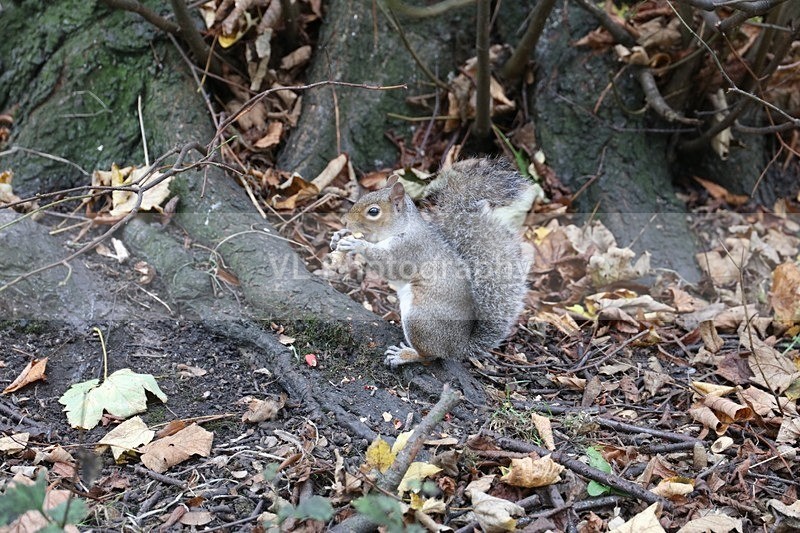 Squirrel - Animals and Birds