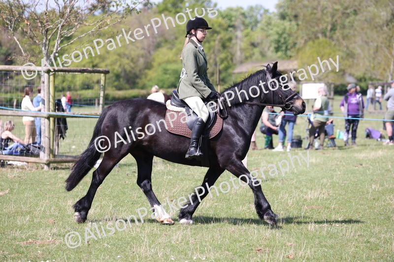 20250427-3182 - Class 33 - Best Pony 14.2hh and Under