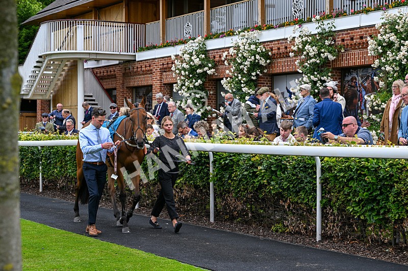 130626-Race 1-Dunkeld Dreamer-0309 - Race 1 13.50pm Queen Mother's Cup Handicap