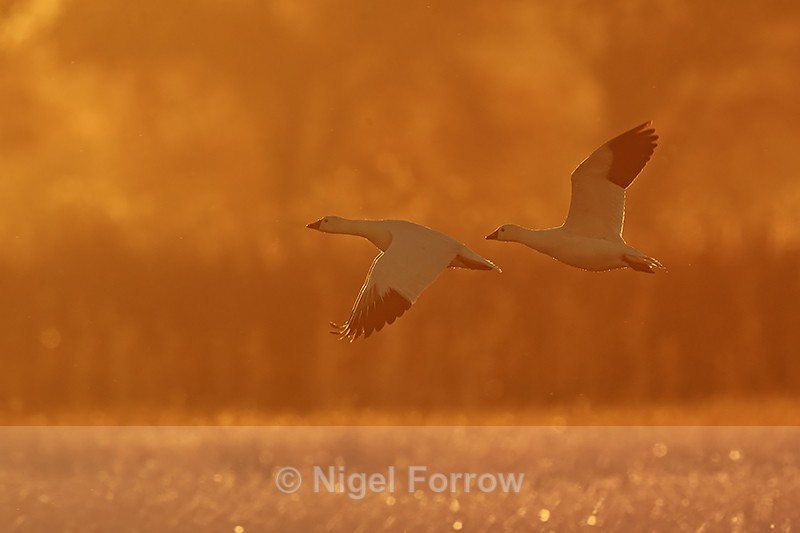 Ross's Geese flying at dawn, Bosque del Apache, New Mexico - Ross's Goose