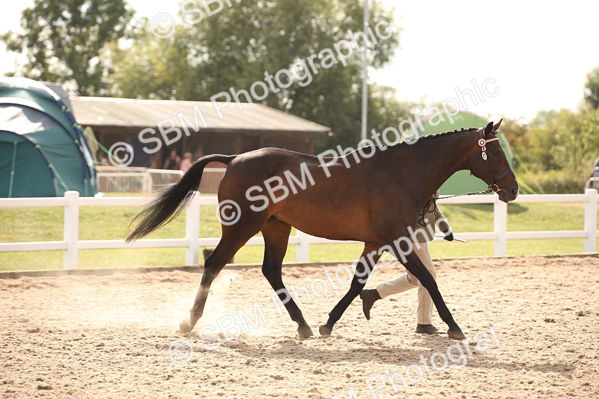 SBM_08187 - Class 27 - IH Competition Horse-Pony