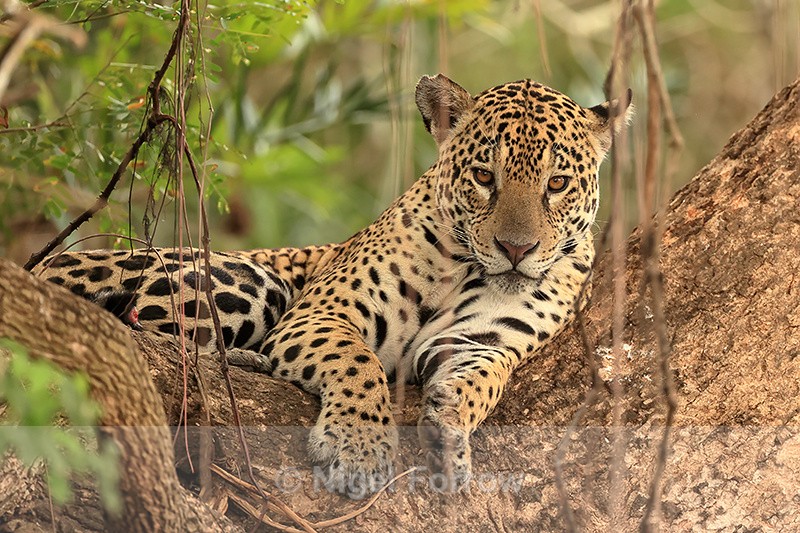 Jaguar (female) lying in crook of tree, Corixo Negro, Brazil - Jaguar