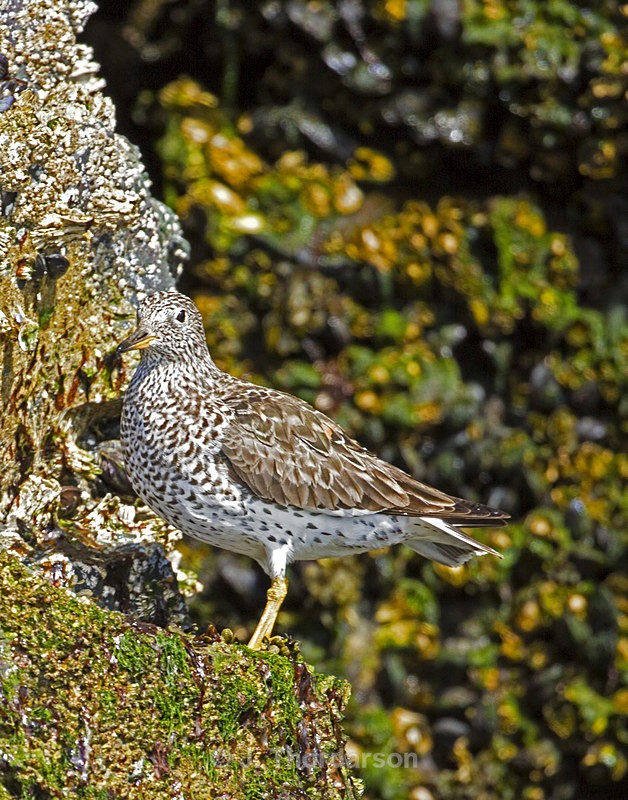  - Shorebirds