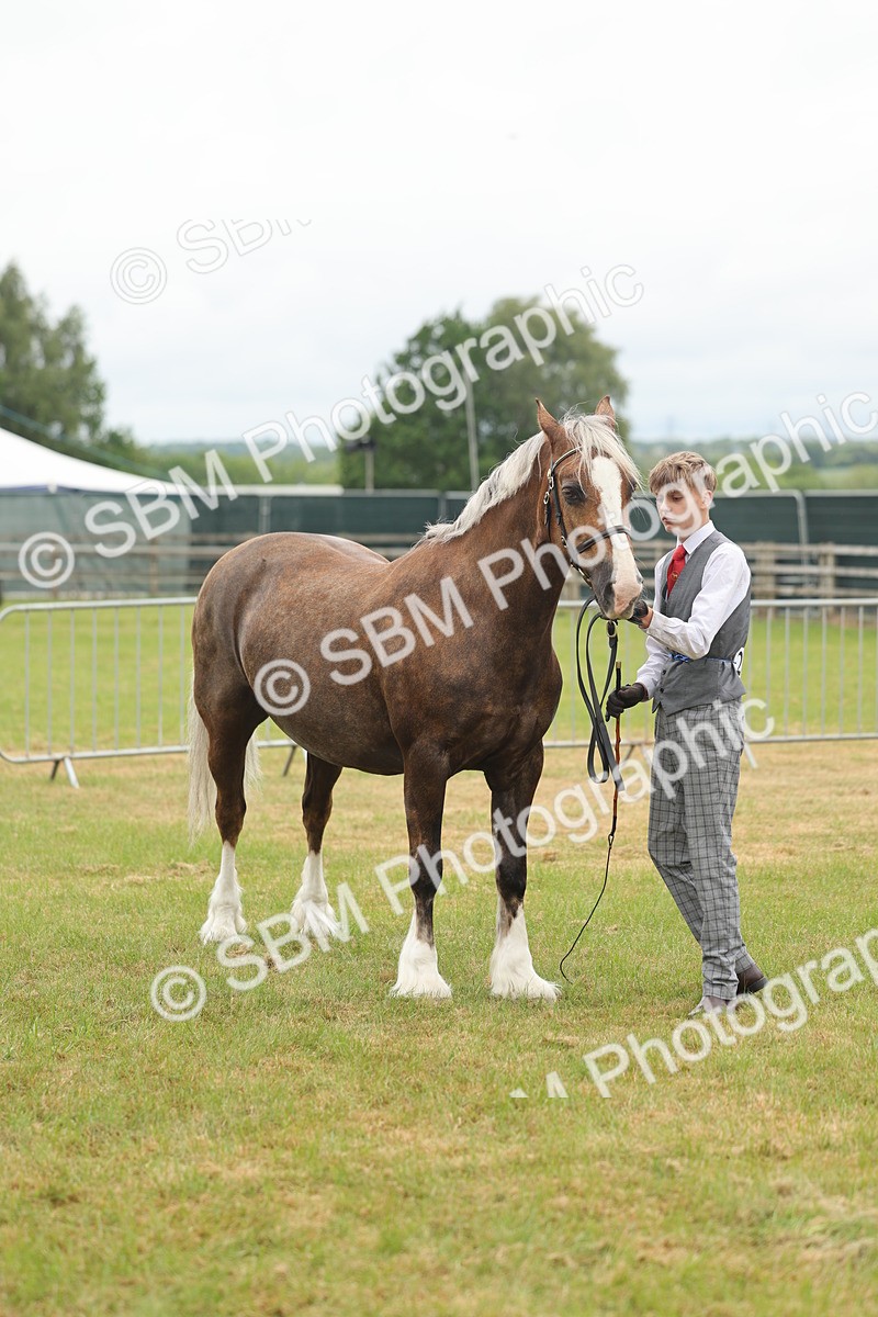 SBM_04913 - Class 50-57 - M&M Welsh Pony In Hand