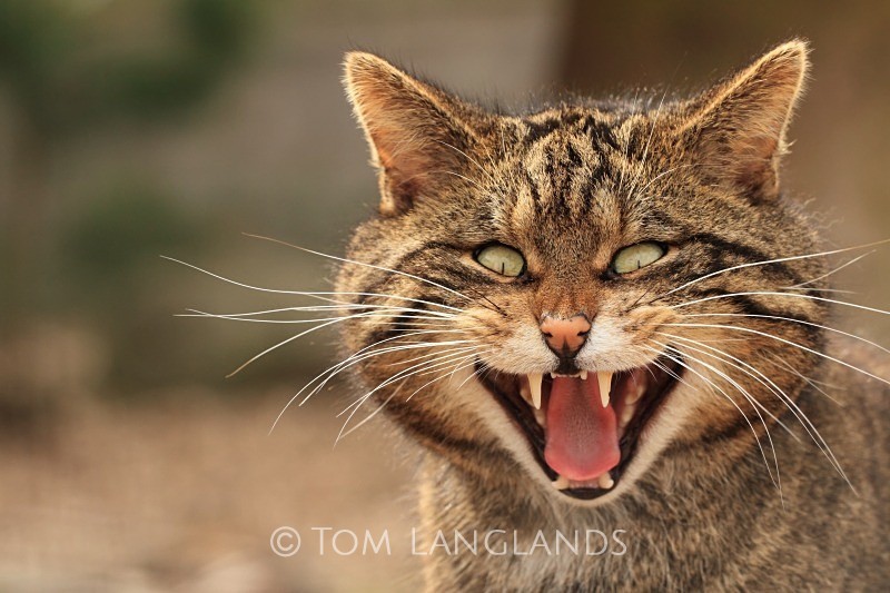 Scottish Wildcat - Scottish Wildcat
