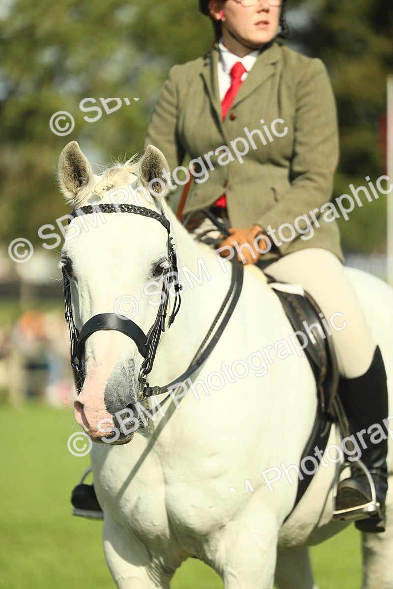 SBM_49905 - S32 - Novice & Newcomers Working Hunter