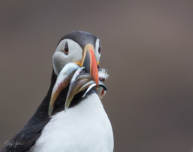 Puffen with Fish 2 - Puffins