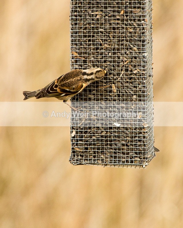 20110319-IMG_2421 - Finches