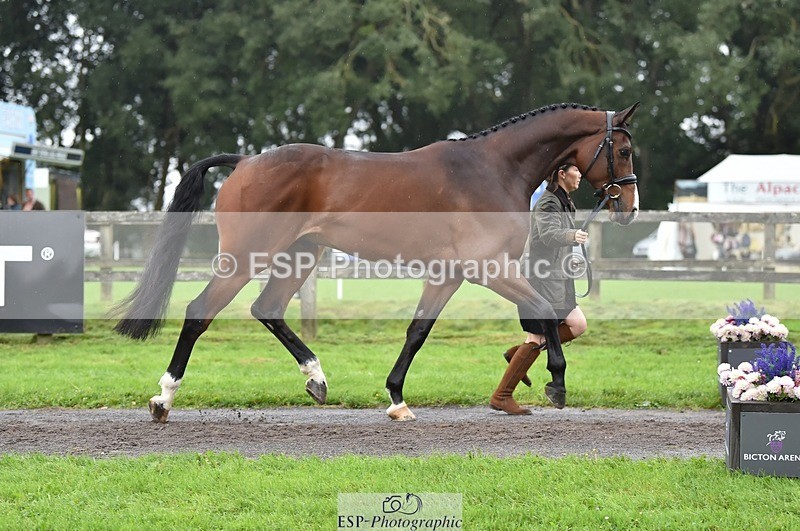 231018-123508-00382 - 045-HILDARE.REGARDE.MOI-Danielle.Mccormack-TrotUp