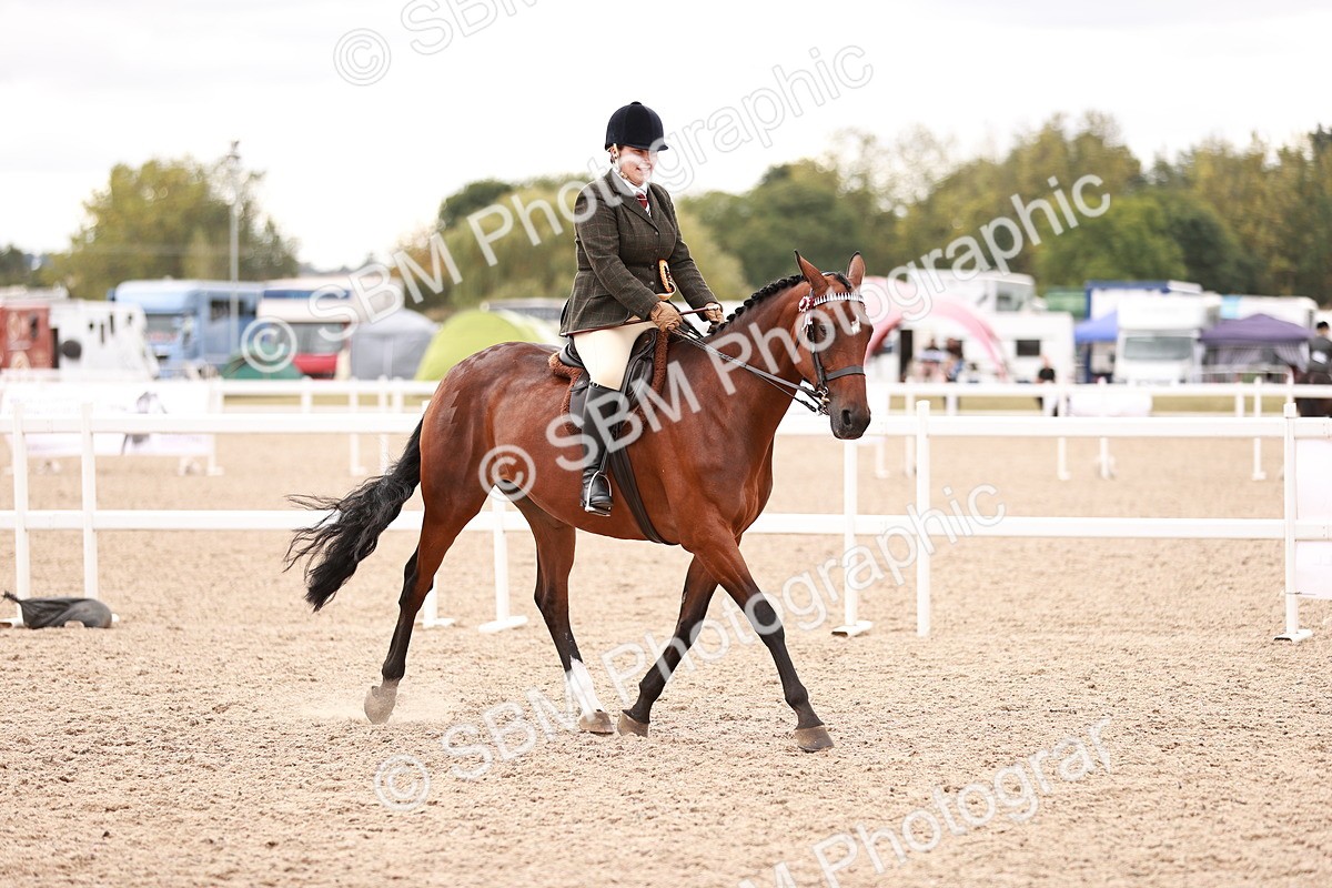SBM_16160 - Class 411 - Prettiest Mare - (IH or Ridden Adult)