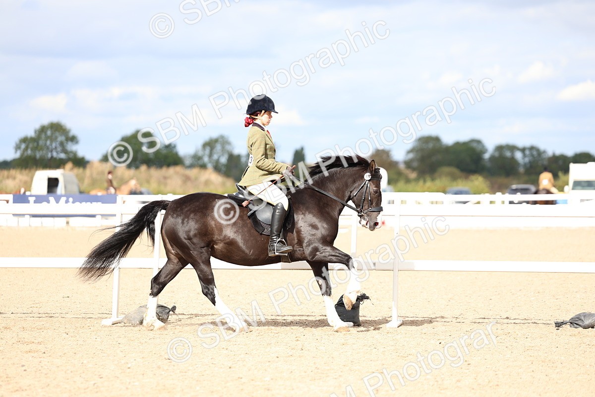SBM_15798 - Class 314 - Family Horse - Pony