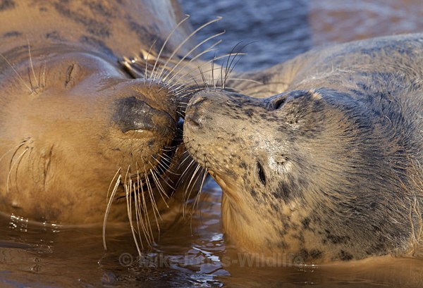 GREY SEAL ( FEMALE & PUP ) - GREY SEALS & PUPS GALLERY