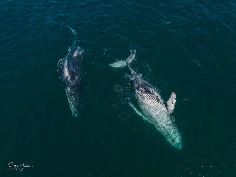A Pair of Humpbacks Relaxing 10. DJI_0270 - 2025 Drone photos