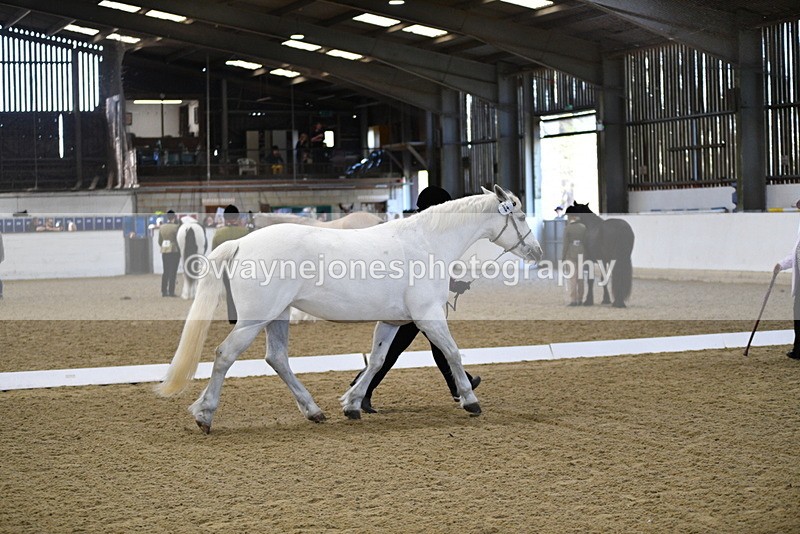 WJ5_3719 - Class 5 In Hand Veterans